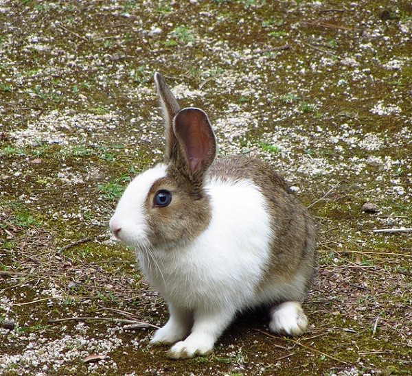 Cuộc[-]sống[-]ở[-]các[-]hòn[-]đảo[-]của[-]riêng[-]mèo,[-]thỏ,[-]chuột[-]9